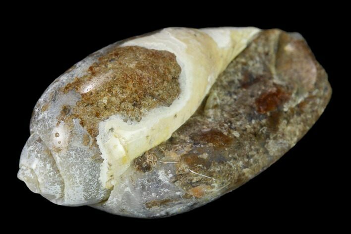 Polished, Chalcedony Replaced Gastropod Fossil - India #133519